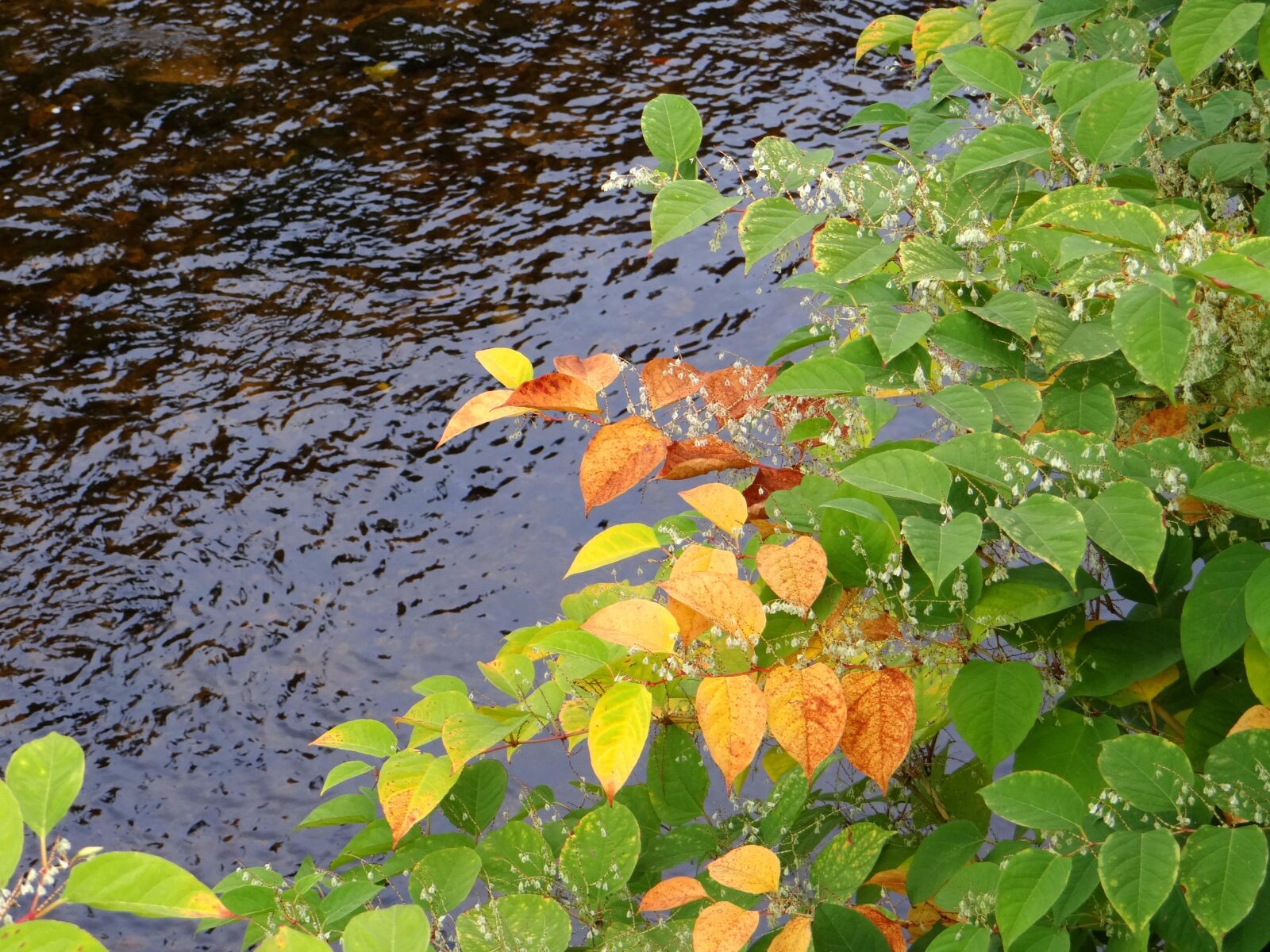Sony DSC-HX200V sample photo. Fall leaves, autumn, leaves photography