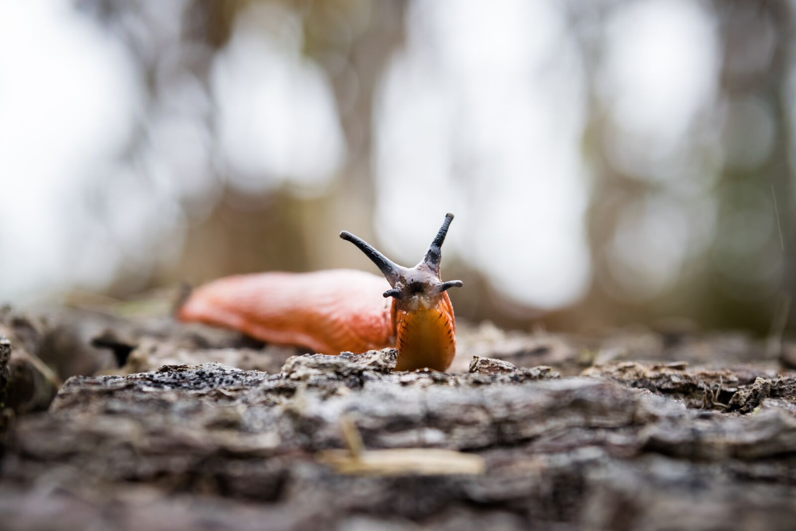 Nikon D5300 sample photo. Slug, nature, forest photography