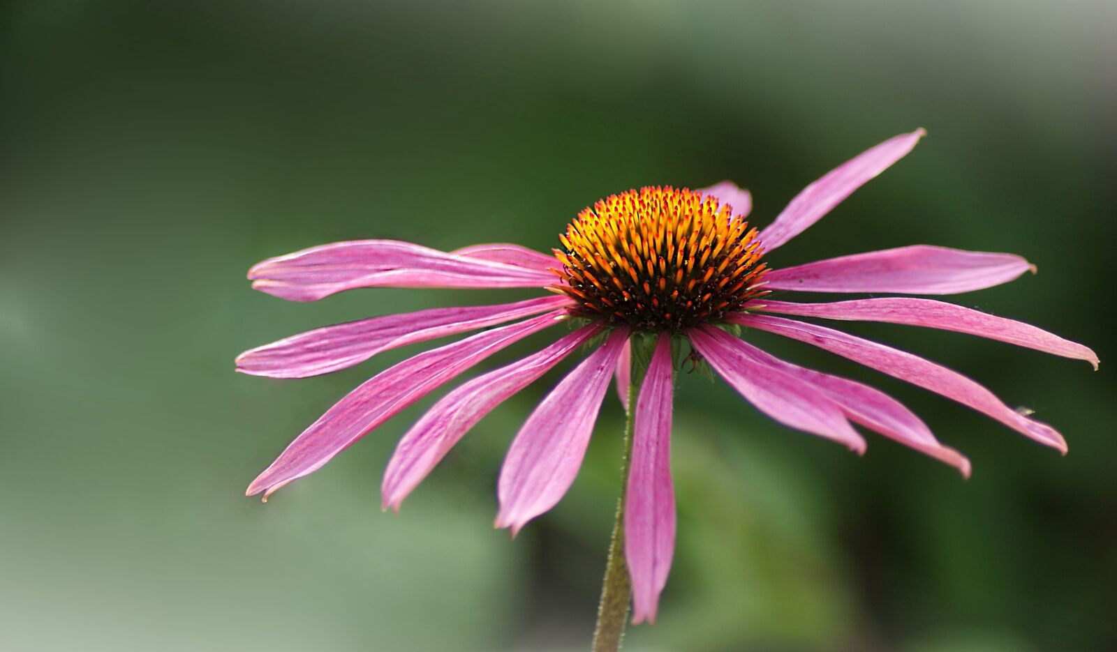 Sony Alpha DSLR-A230 sample photo. Flower, blossom, bloom photography