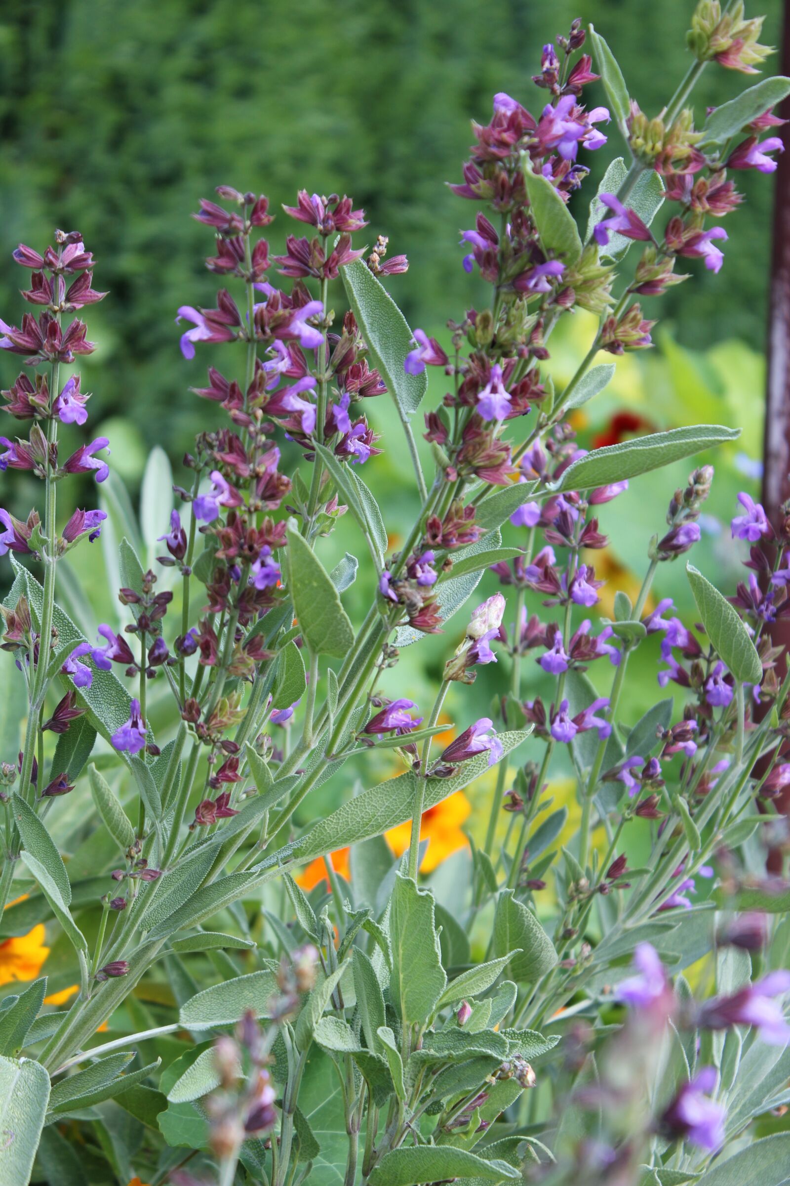 Canon EOS 550D (EOS Rebel T2i / EOS Kiss X4) sample photo. Sage, blossom, bloom photography