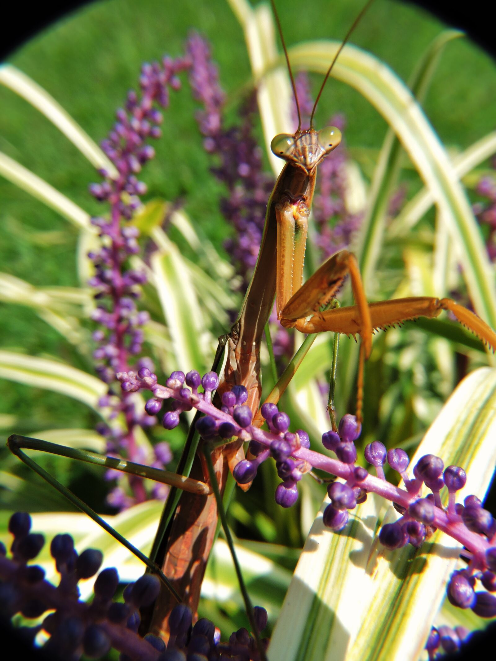 Nikon Coolpix P600 sample photo. Praying mantis, portrait, insect photography
