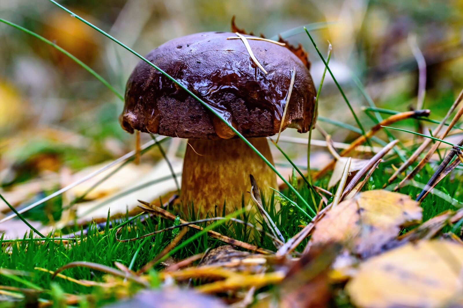 Tamron SP AF 60mm F2 Di II LD IF Macro sample photo. Forest, chestnuts, porcini mushrooms photography