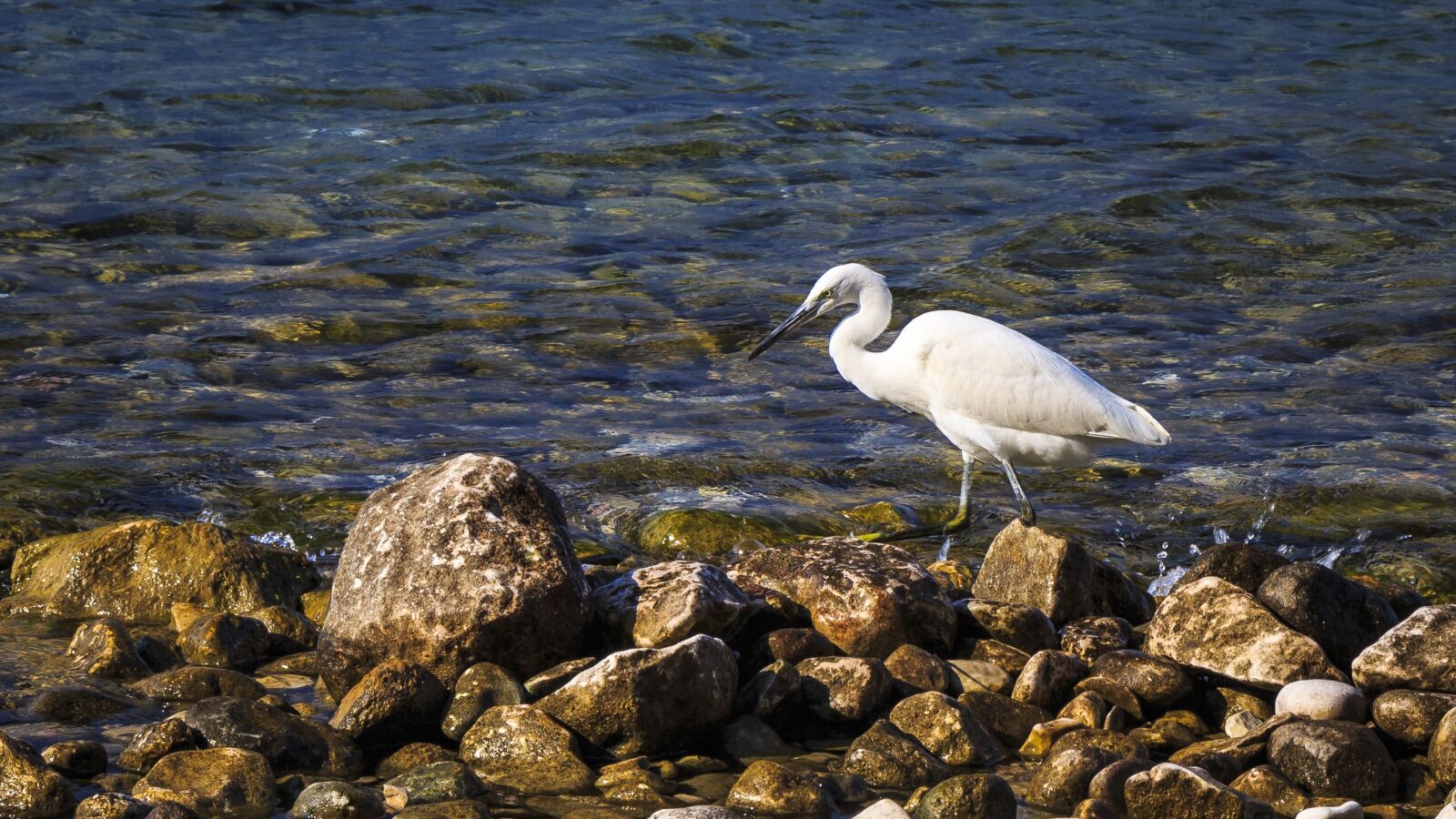 Canon EOS 650D (EOS Rebel T4i / EOS Kiss X6i) sample photo. Egret, garda, vacations photography