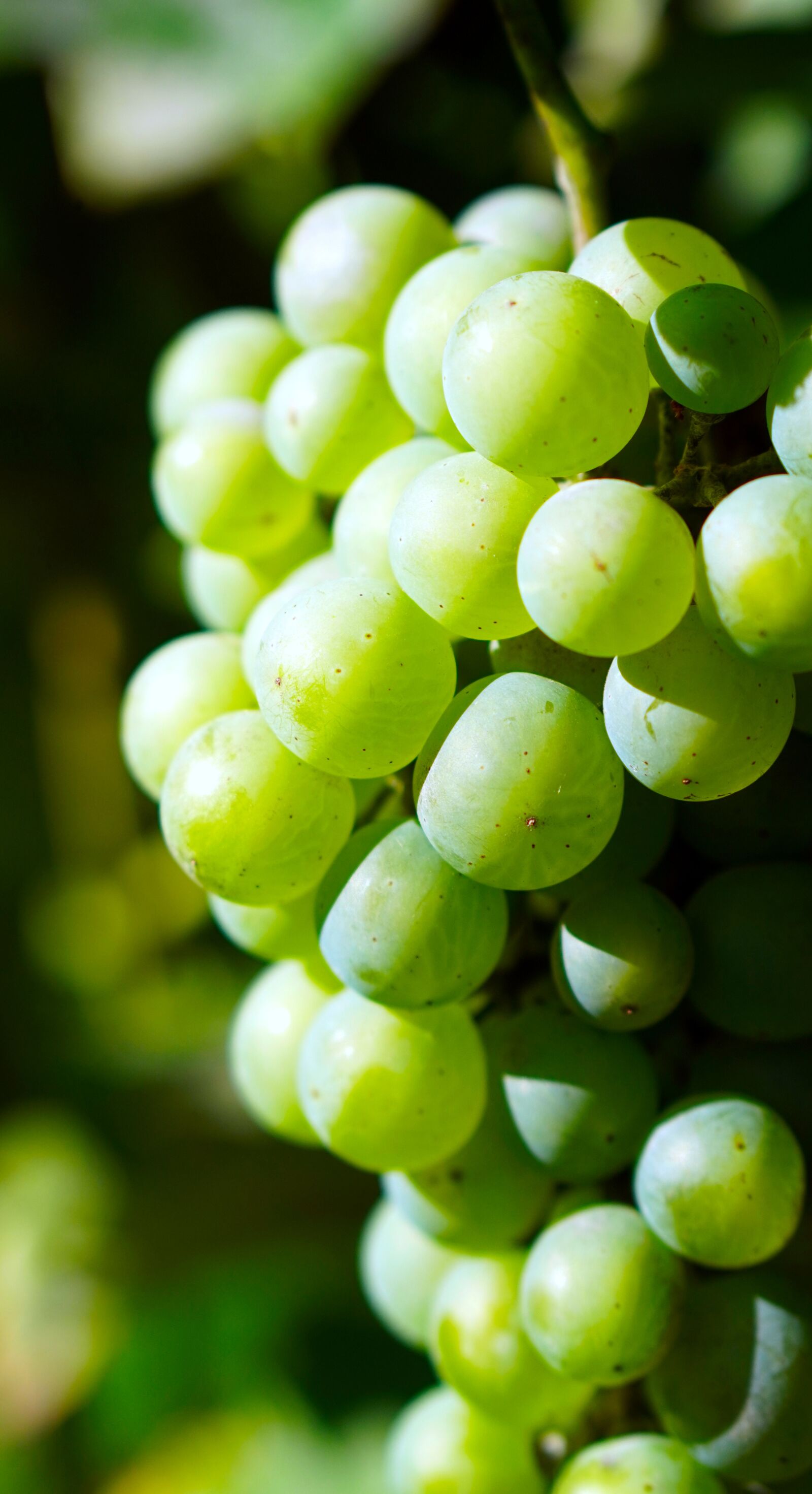 E 50mm F1.8 OSS sample photo. Grapes, ripe, wine photography