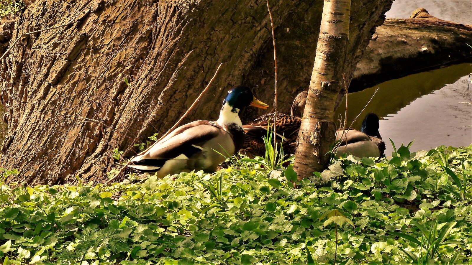 Panasonic Lumix DMC-FZ200 sample photo. Nature, bird, outdoor photography