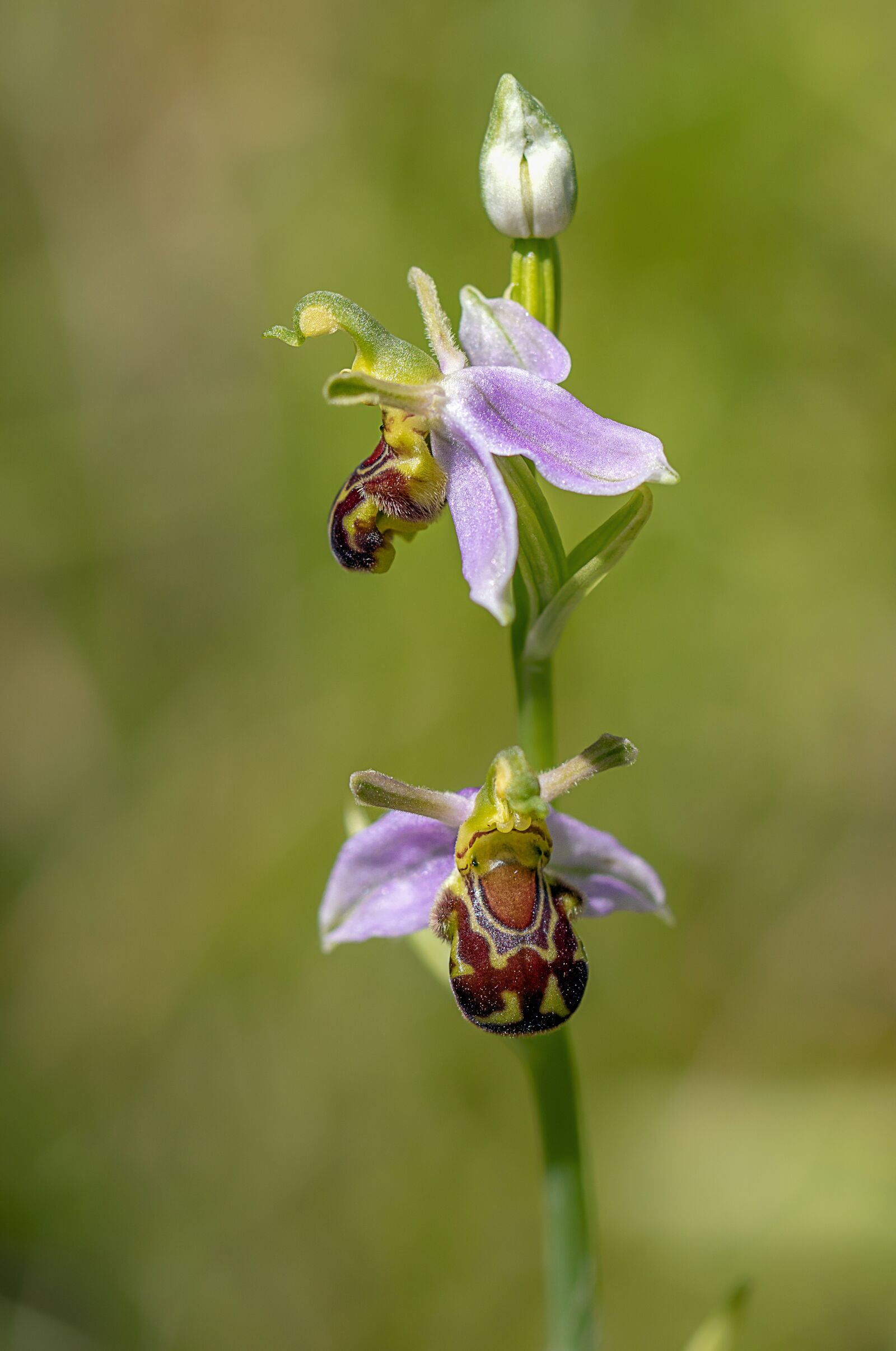 Canon EF 100mm F2.8L Macro IS USM sample photo. Bee orchid, wildflower, flora photography