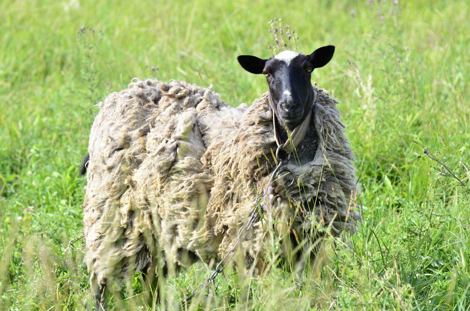 Nikon D7000 sample photo. Sheep, livestock, fleece photography