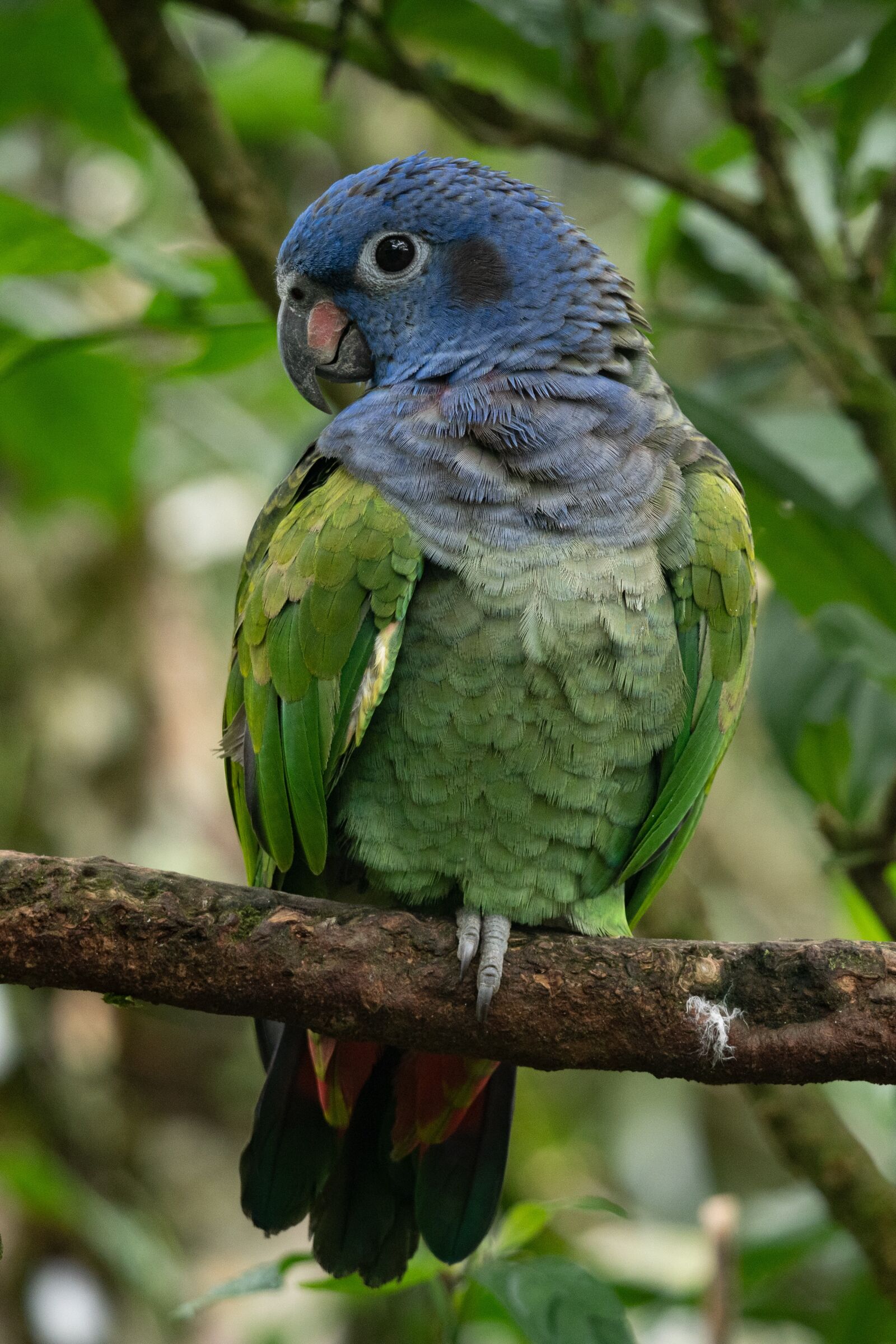 Panasonic Lumix DC-G9 + LEICA DG 100-400/F4.0-6.3 sample photo. Animal, parrot, rainforest photography