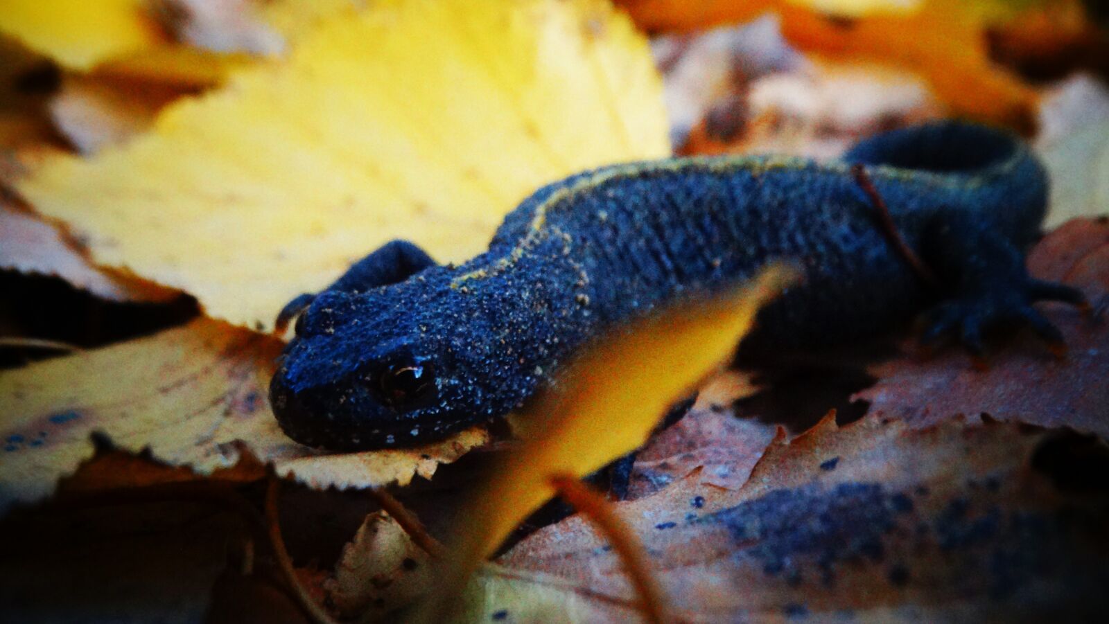 Sony Cyber-shot DSC-HX300 sample photo. Newt, salamander, fire salamander photography