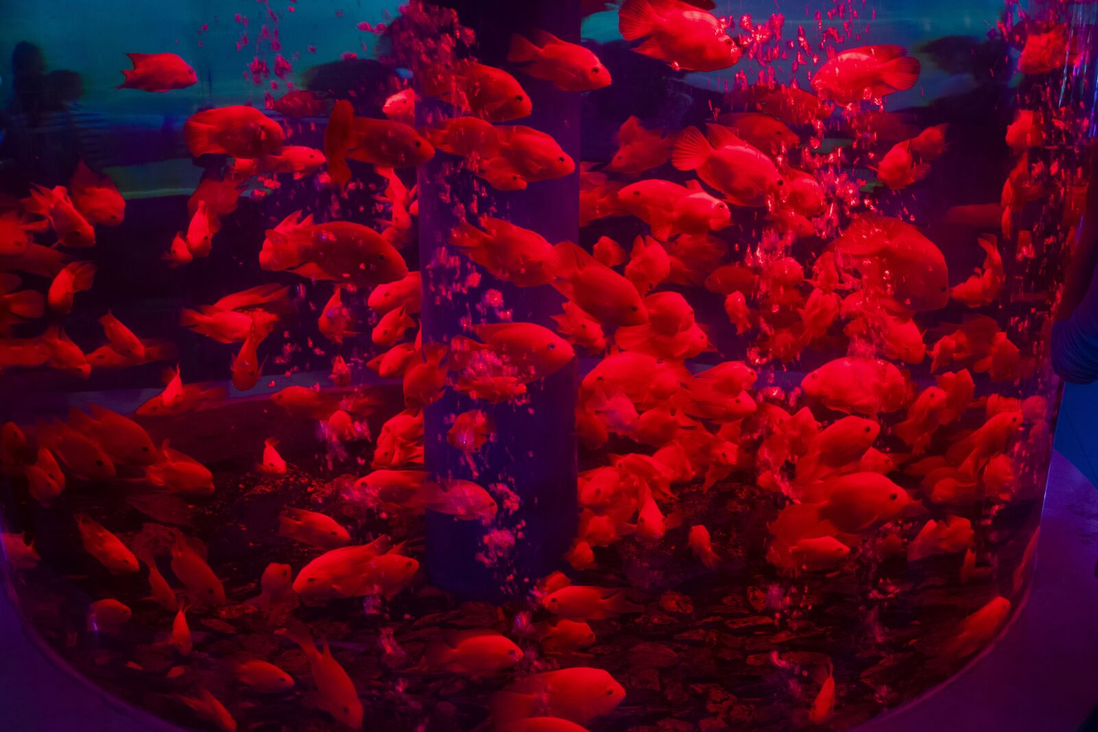 Nikon D3400 sample photo. Fish, marine life, animal photography