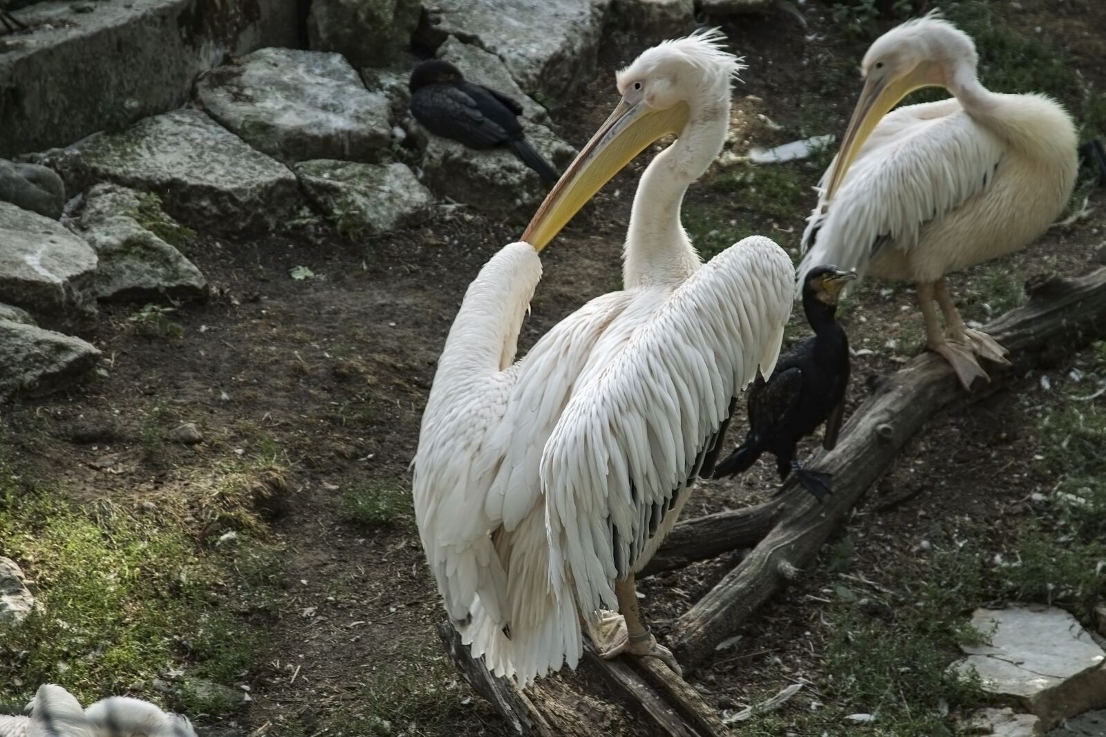 Canon EOS 1100D (EOS Rebel T3 / EOS Kiss X50) sample photo. Summer, birds, nature photography