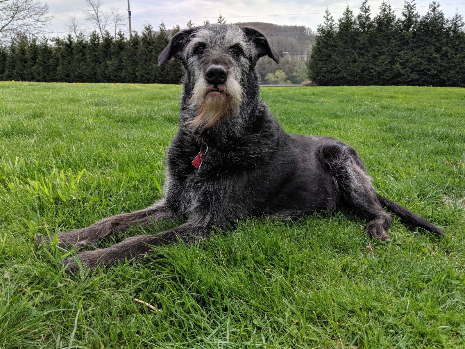 Google Pixel 2 sample photo. Grass, animal, dog photography