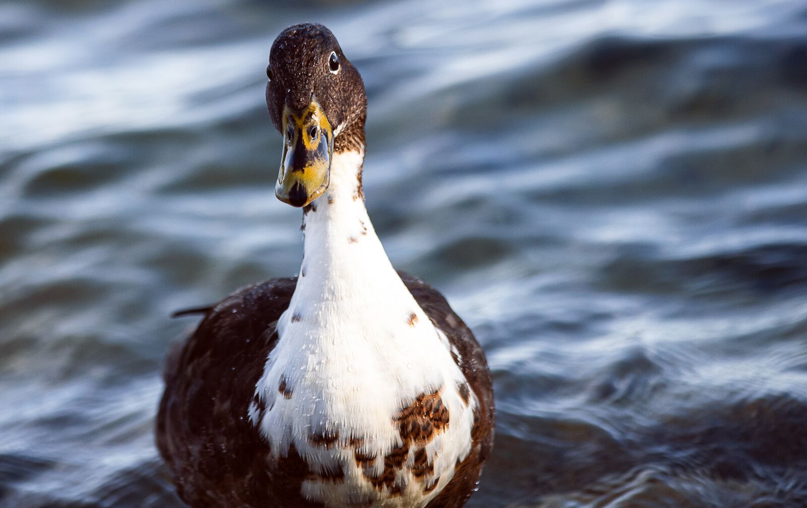 Canon EF 70-300mm F4-5.6 IS USM sample photo. Duck, bird, poultry photography
