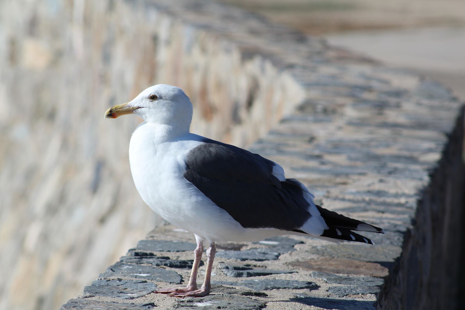 Canon EF 75-300mm f/4-5.6 sample photo. Seagull, nature, contemplation photography
