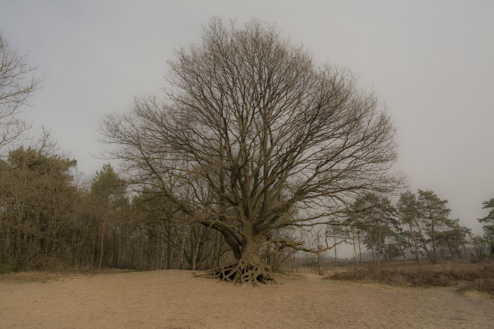 Nikon D7100 sample photo. Tree, sand, trees photography
