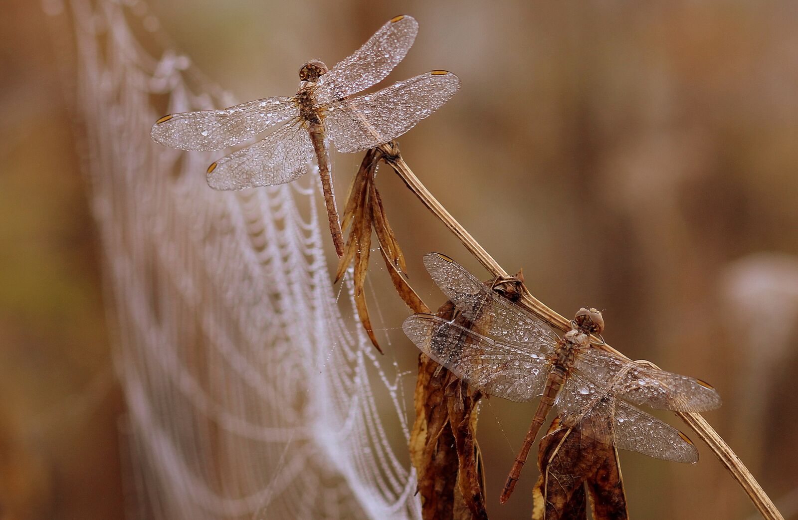 Canon EOS 700D (EOS Rebel T5i / EOS Kiss X7i) + Canon EF 85mm F1.8 USM sample photo. Dragonfly, dew, spider web photography
