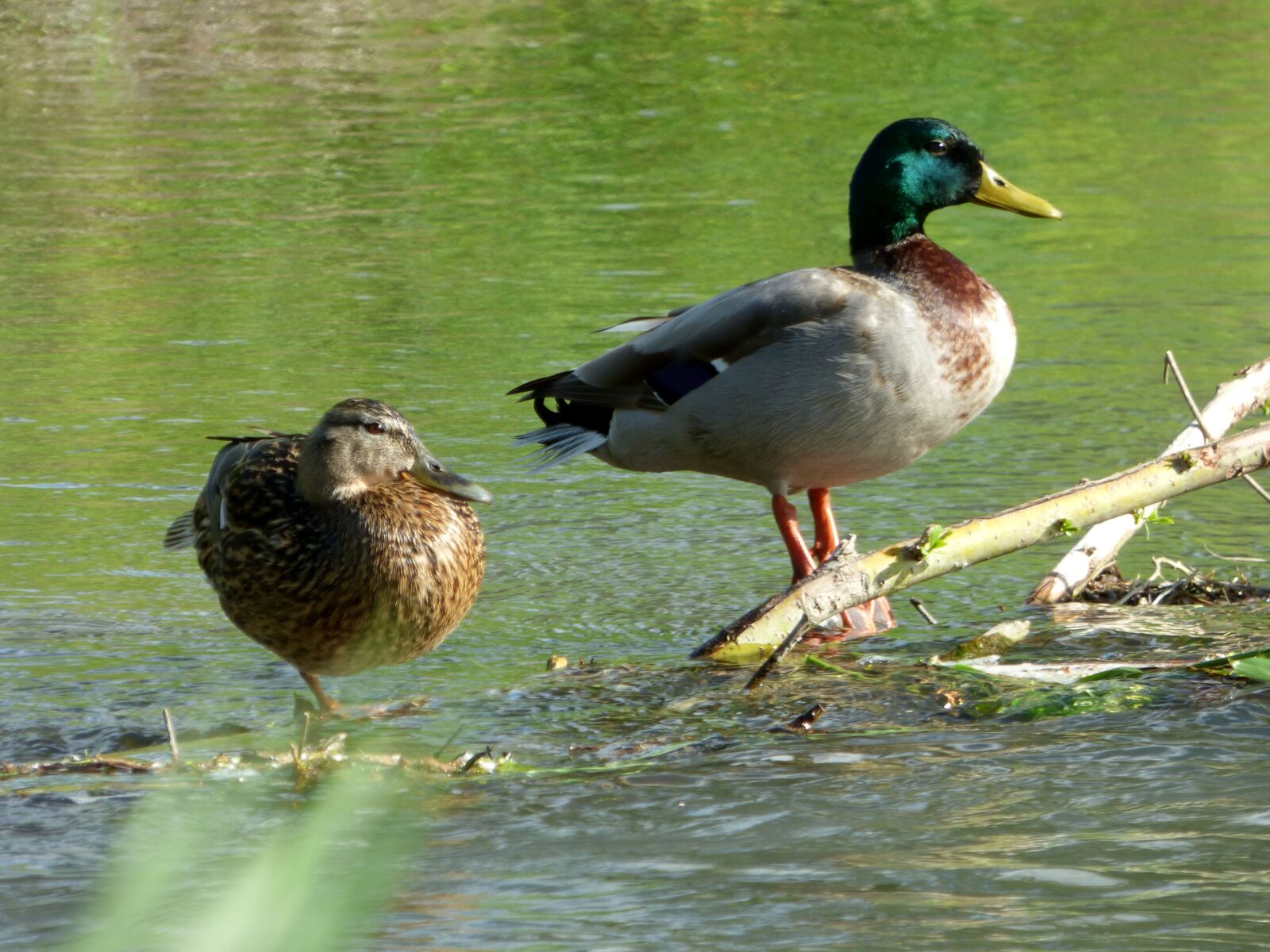 Panasonic DMC-FZ72 sample photo. Duck, couple, nature photography