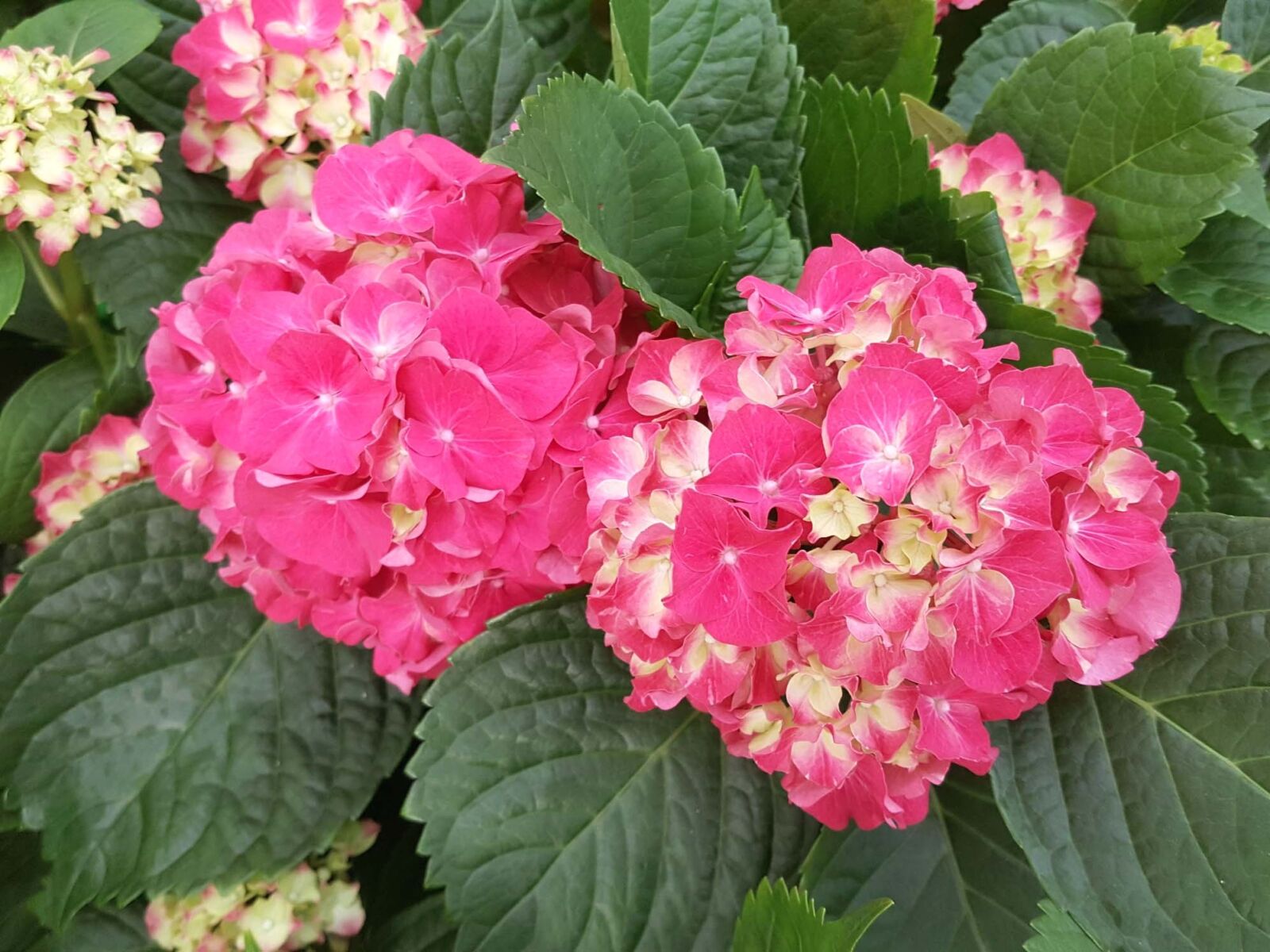 Samsung Galaxy Note5 sample photo. Nature, flowers, plants photography