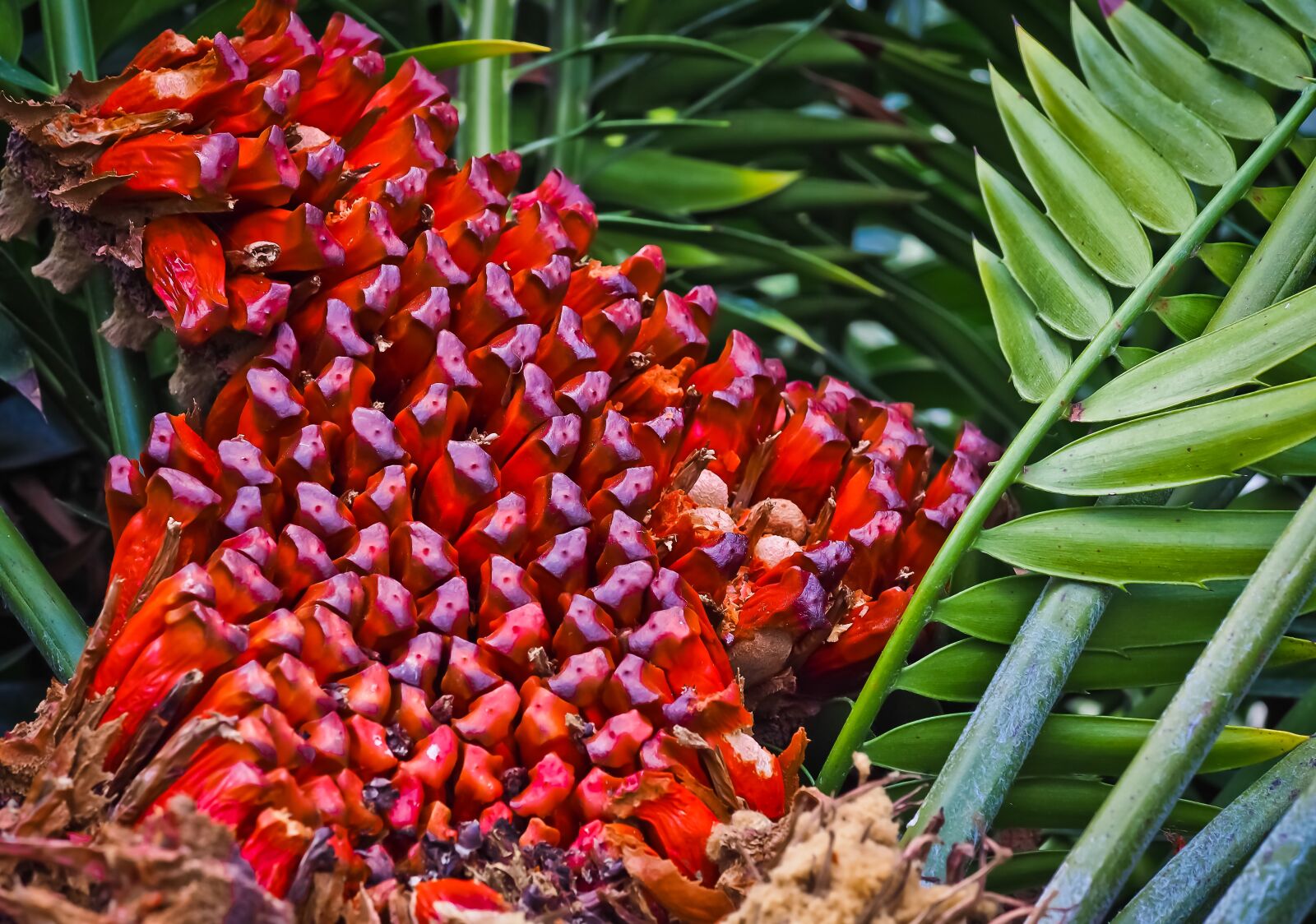 Olympus OM-D E-M10 sample photo. Cycads, palm fern, living photography
