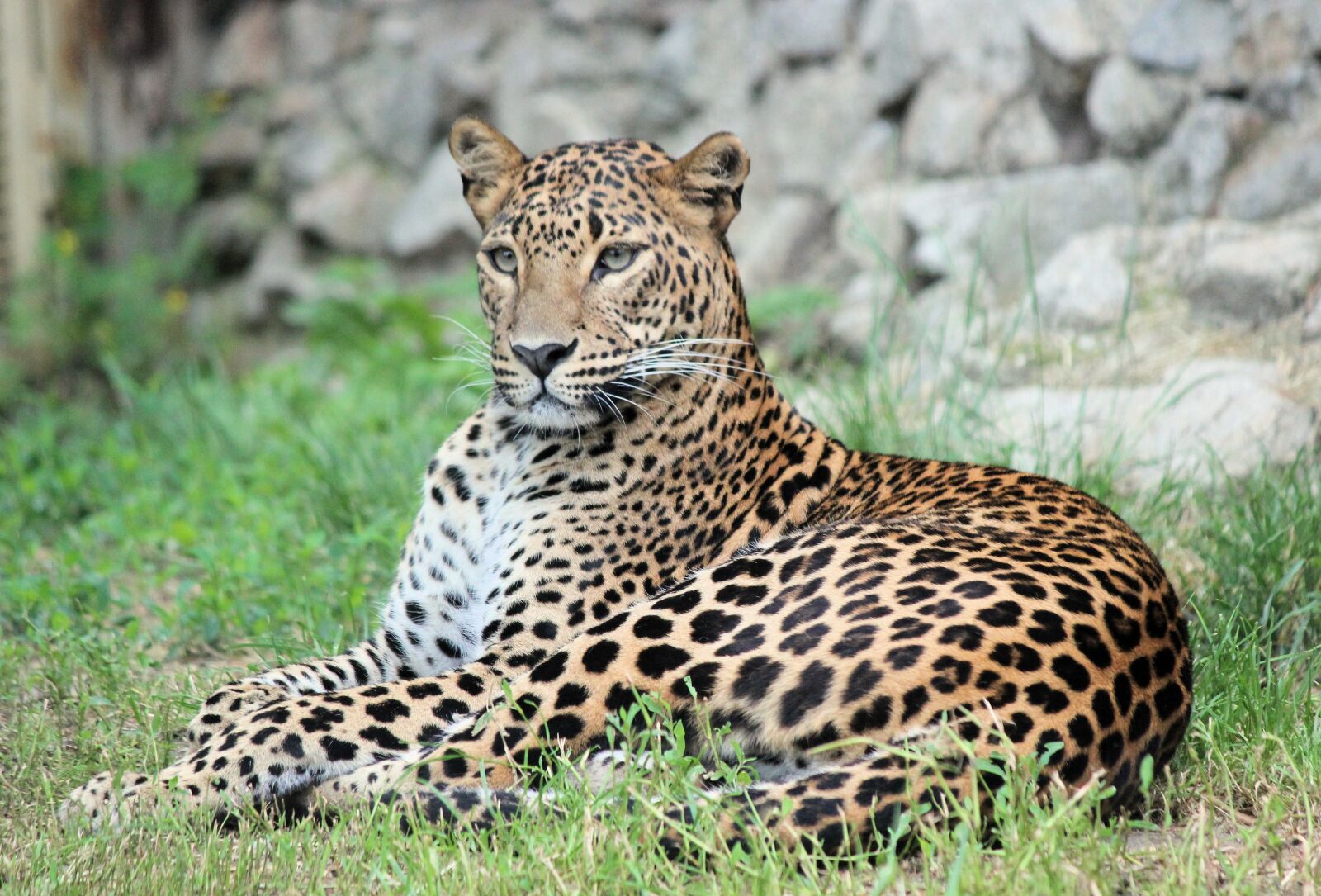 Canon EOS 550D (EOS Rebel T2i / EOS Kiss X4) sample photo. Leopard, panther, pardál photography