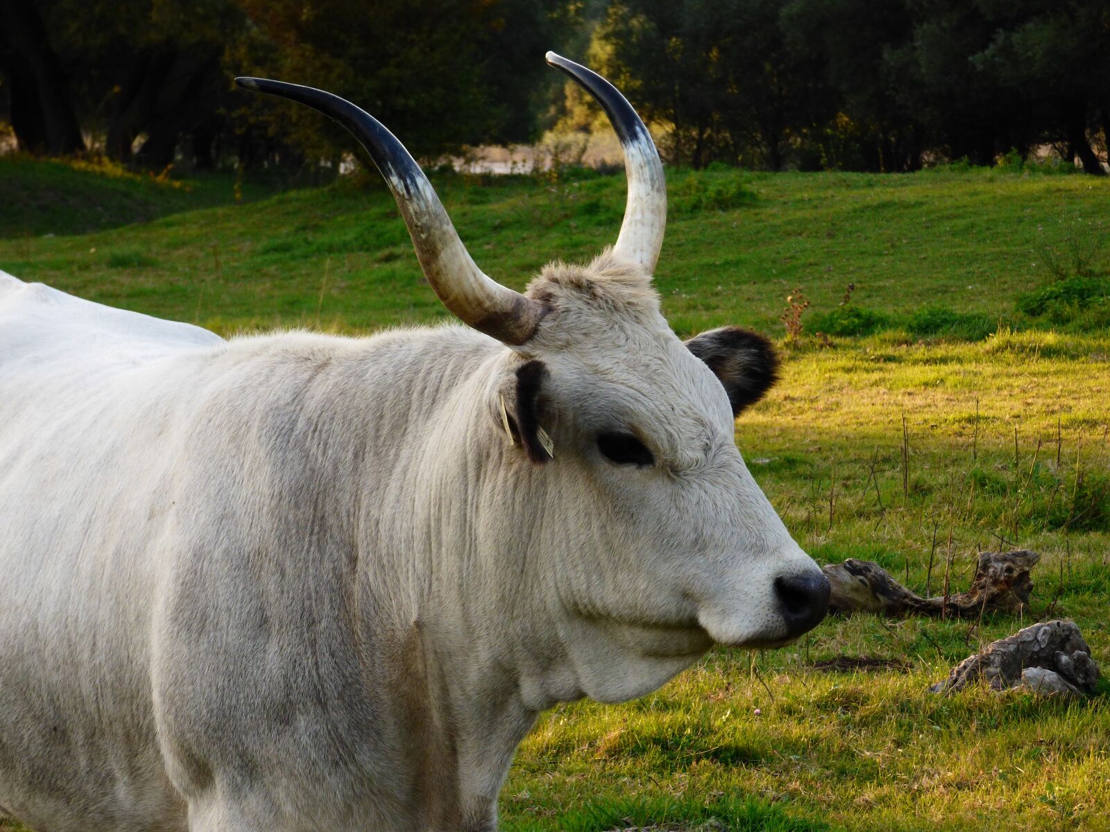 Panasonic DMC-FZ72 sample photo. Cow, gray, by photography