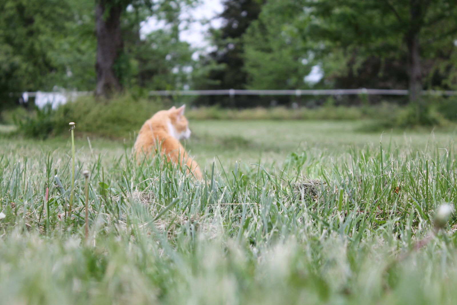 Canon EOS 1100D (EOS Rebel T3 / EOS Kiss X50) sample photo. Animal, animals, cat, excited photography
