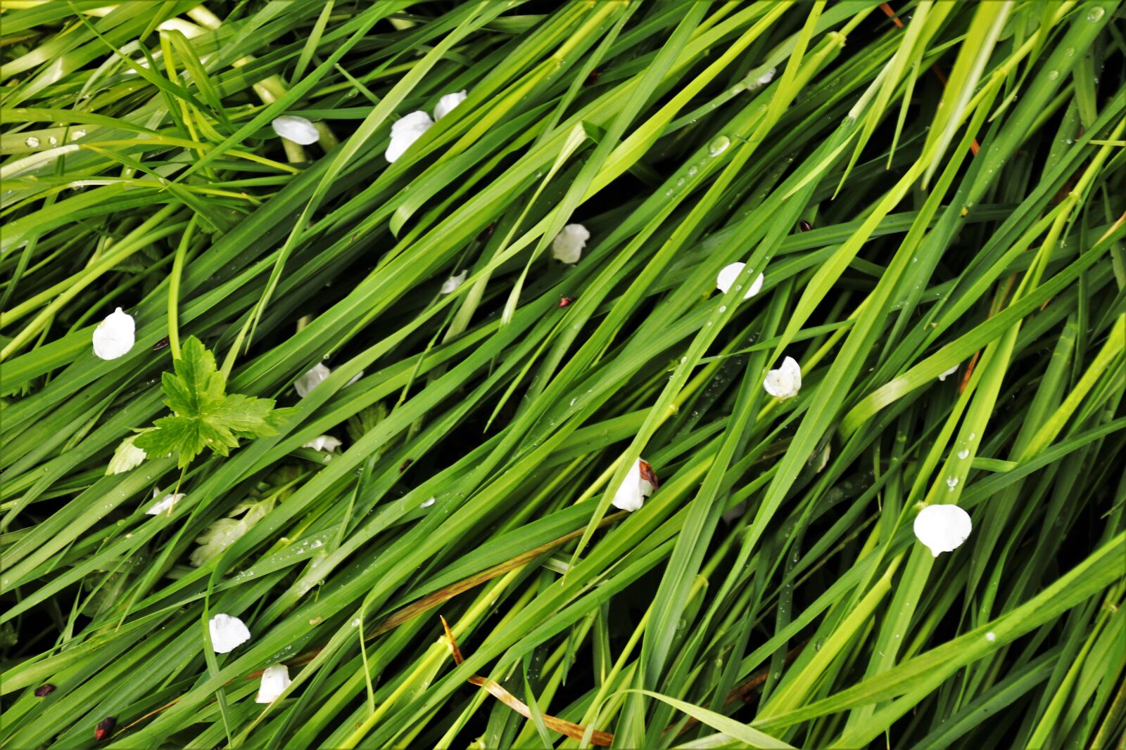 Canon EOS 80D sample photo. Spring, lawn, plant photography