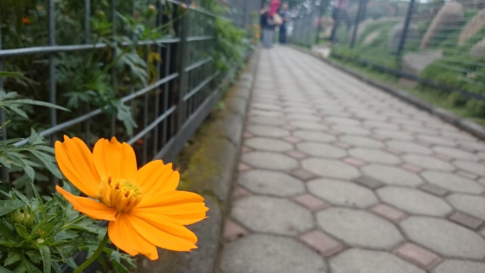 Sony Xperia Z Ultra sample photo. Yellow, flower, street photography