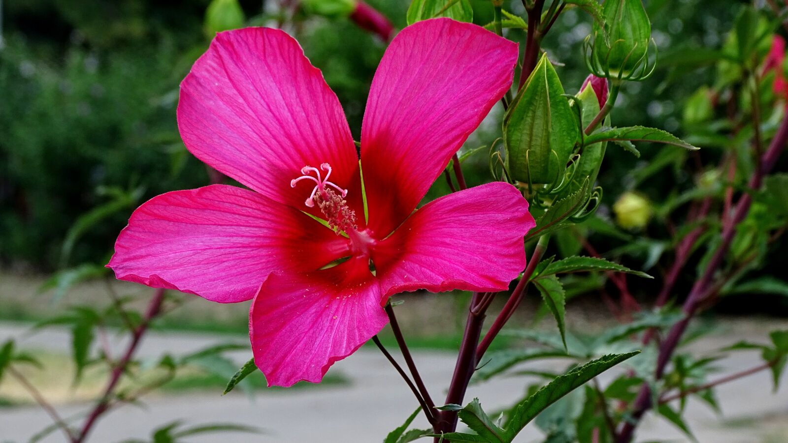 Sony DSC-HX400 sample photo. Summer flower, beauty, nature photography