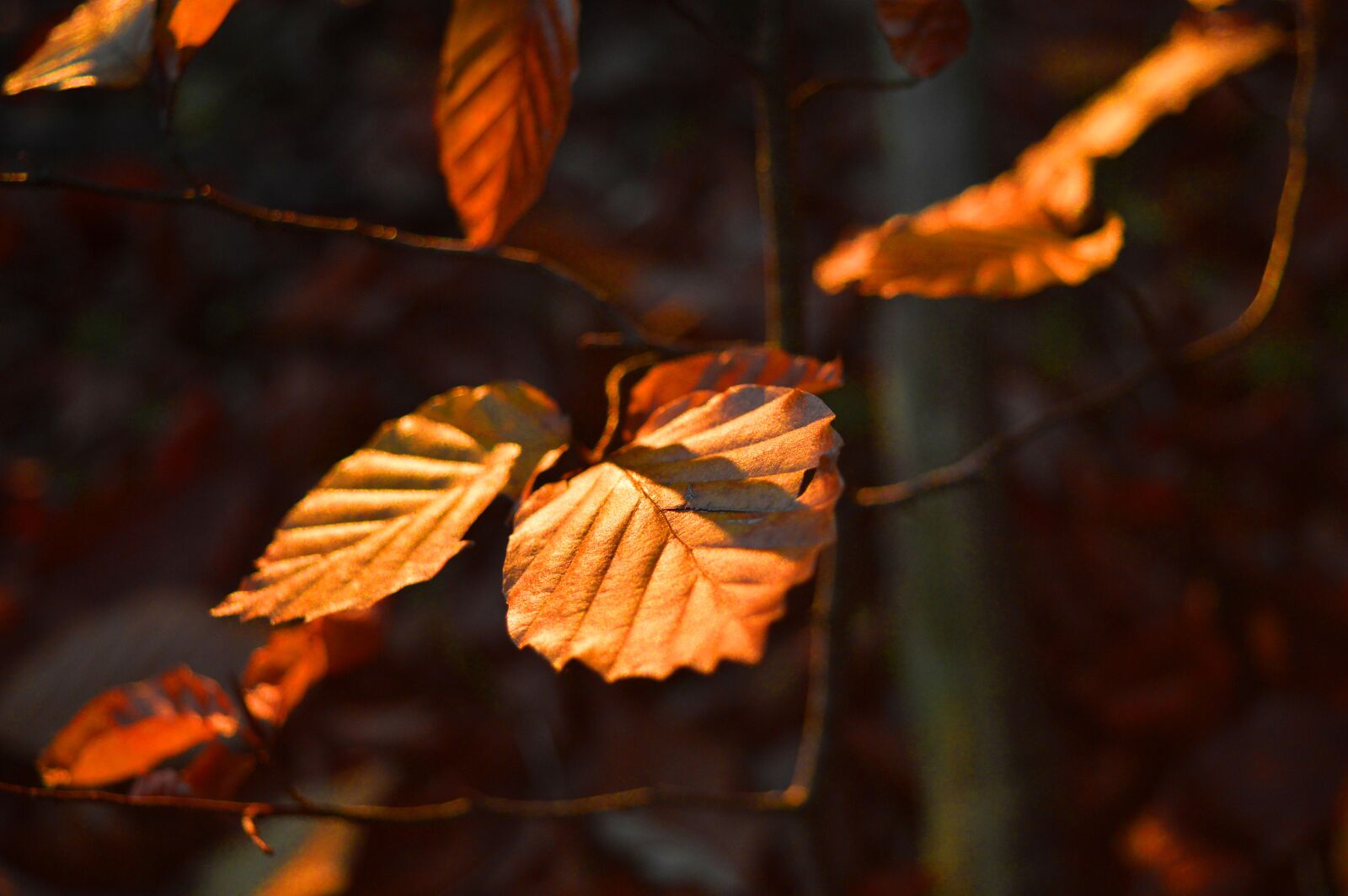 Nikon D3200 sample photo. Leaves, branch, fall color photography