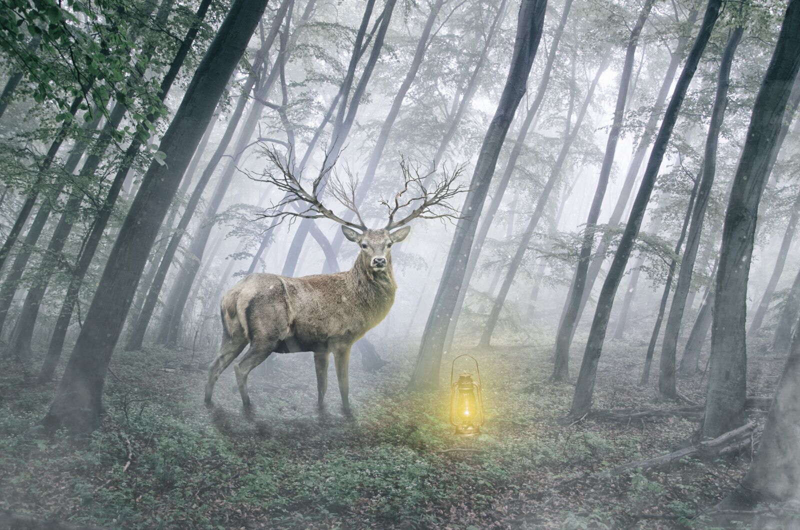 Nikon D5100 sample photo. The deer, animal, wild photography