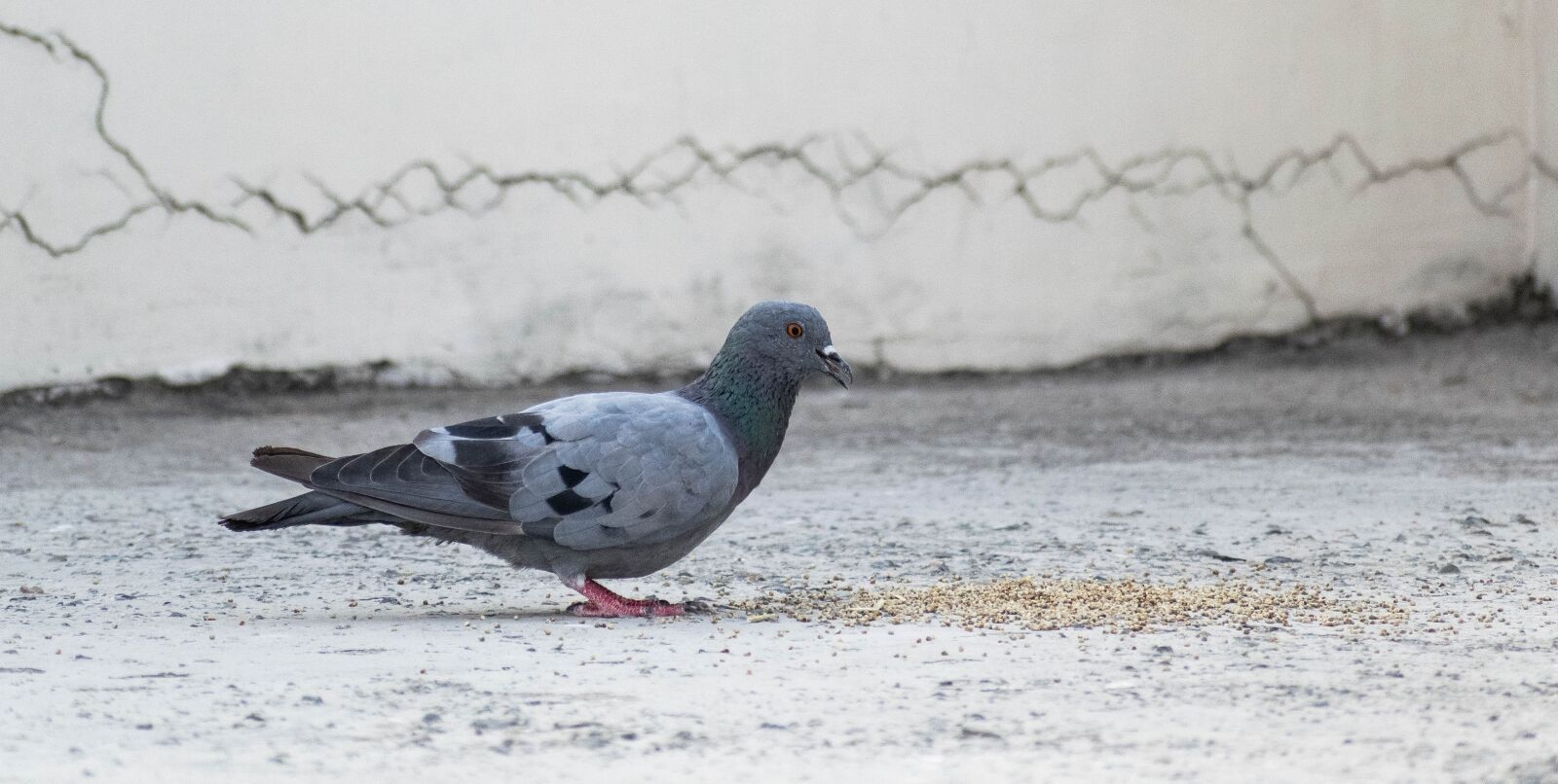 Nikon D3300 sample photo. Pigeon, feeding, dove photography