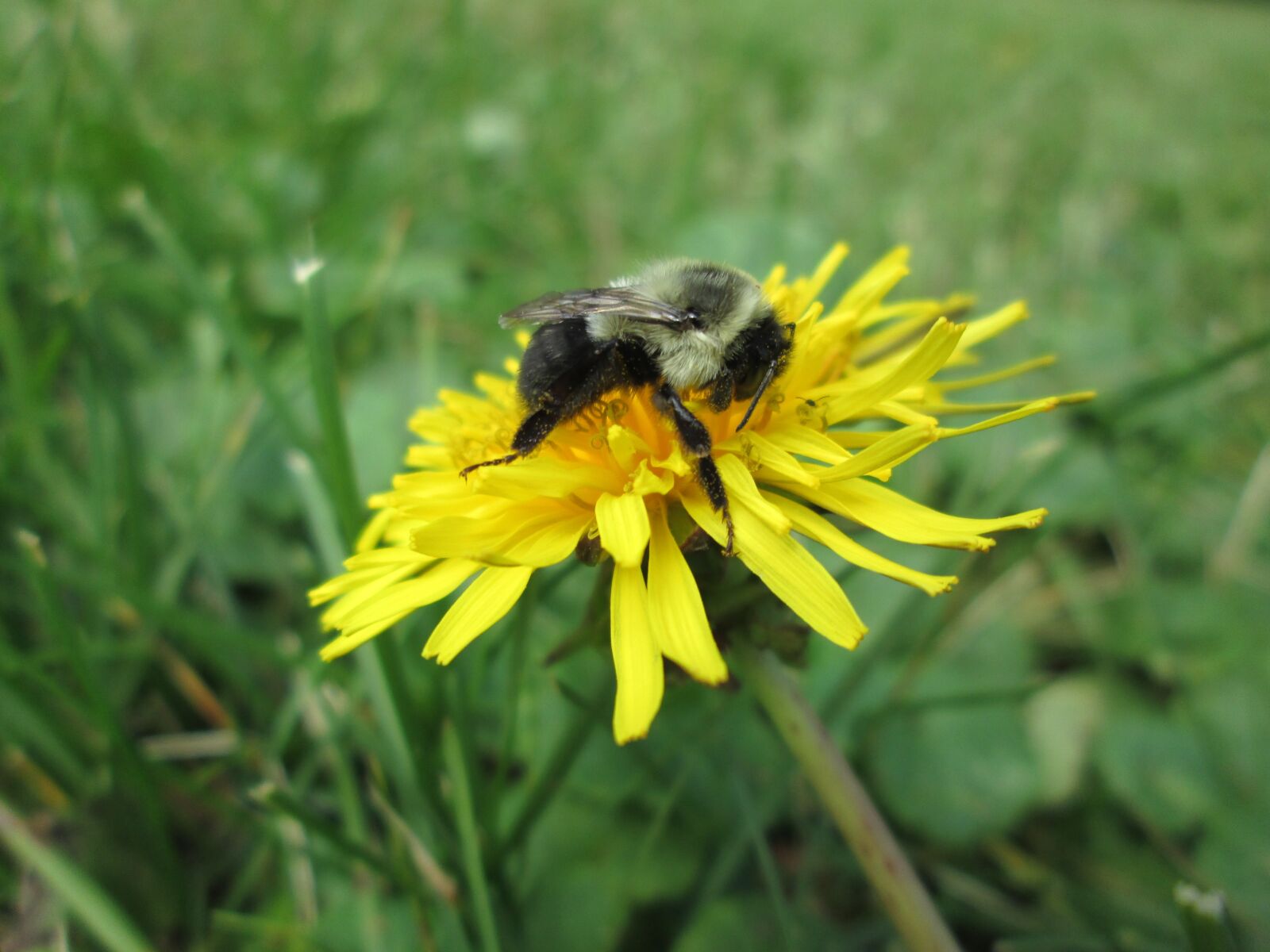 Canon PowerShot A2300 sample photo. Dandelion, bumblebee, nature photography
