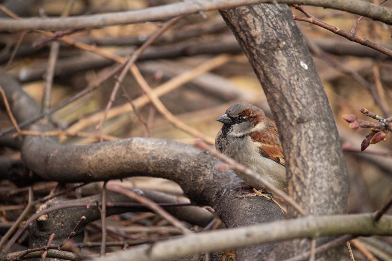 Canon EOS 100D (EOS Rebel SL1 / EOS Kiss X7) sample photo. Sparrow, bird, nature photography