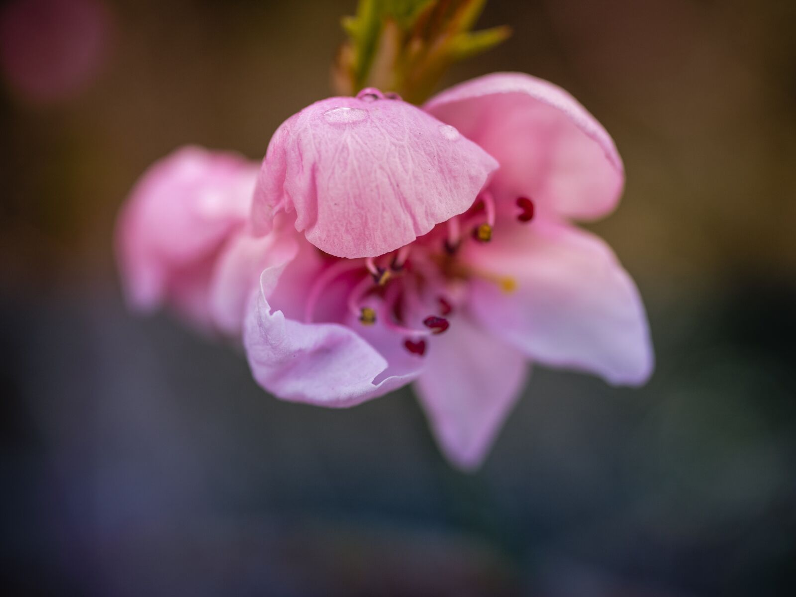 Panasonic Lumix G Macro 30mm F2.8 ASPH Mega OIS sample photo. Ornamental cherry, blossom, bloom photography