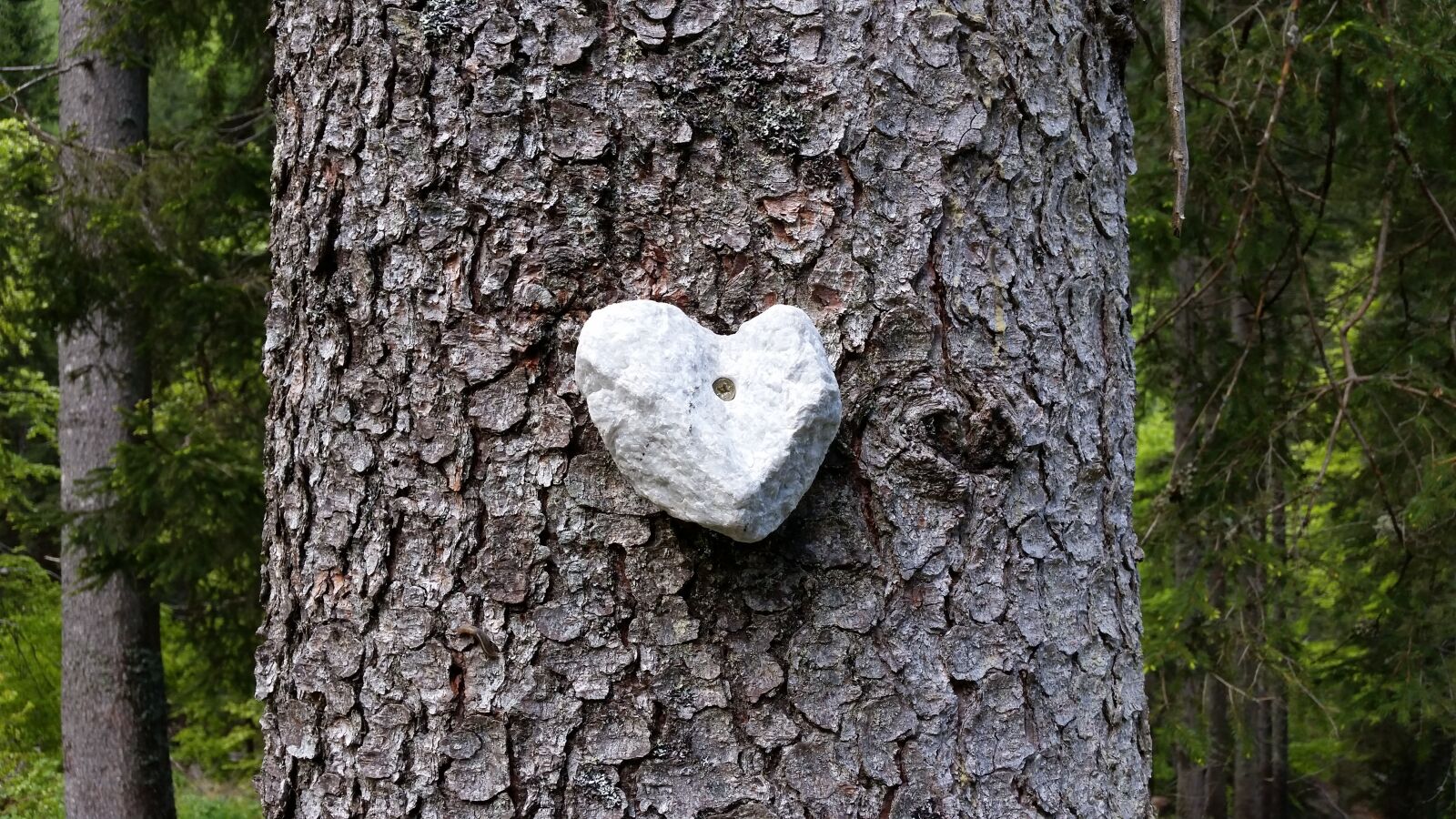 Samsung Galaxy S5 sample photo. Stone, heart, wood photography