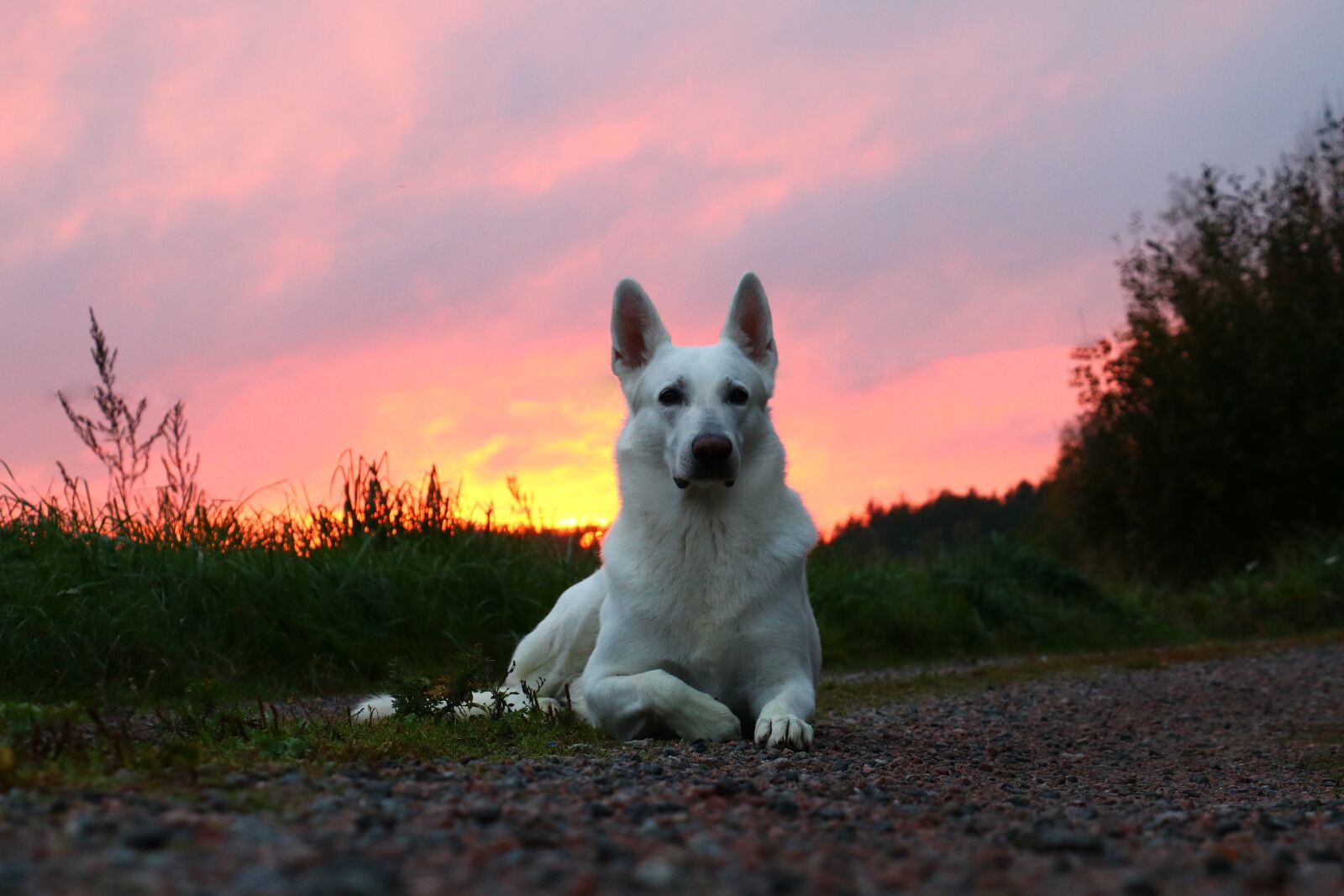 Canon EOS 750D (EOS Rebel T6i / EOS Kiss X8i) + Canon EF-S 18-135mm F3.5-5.6 IS STM sample photo. White shepherd, dog, animal photography