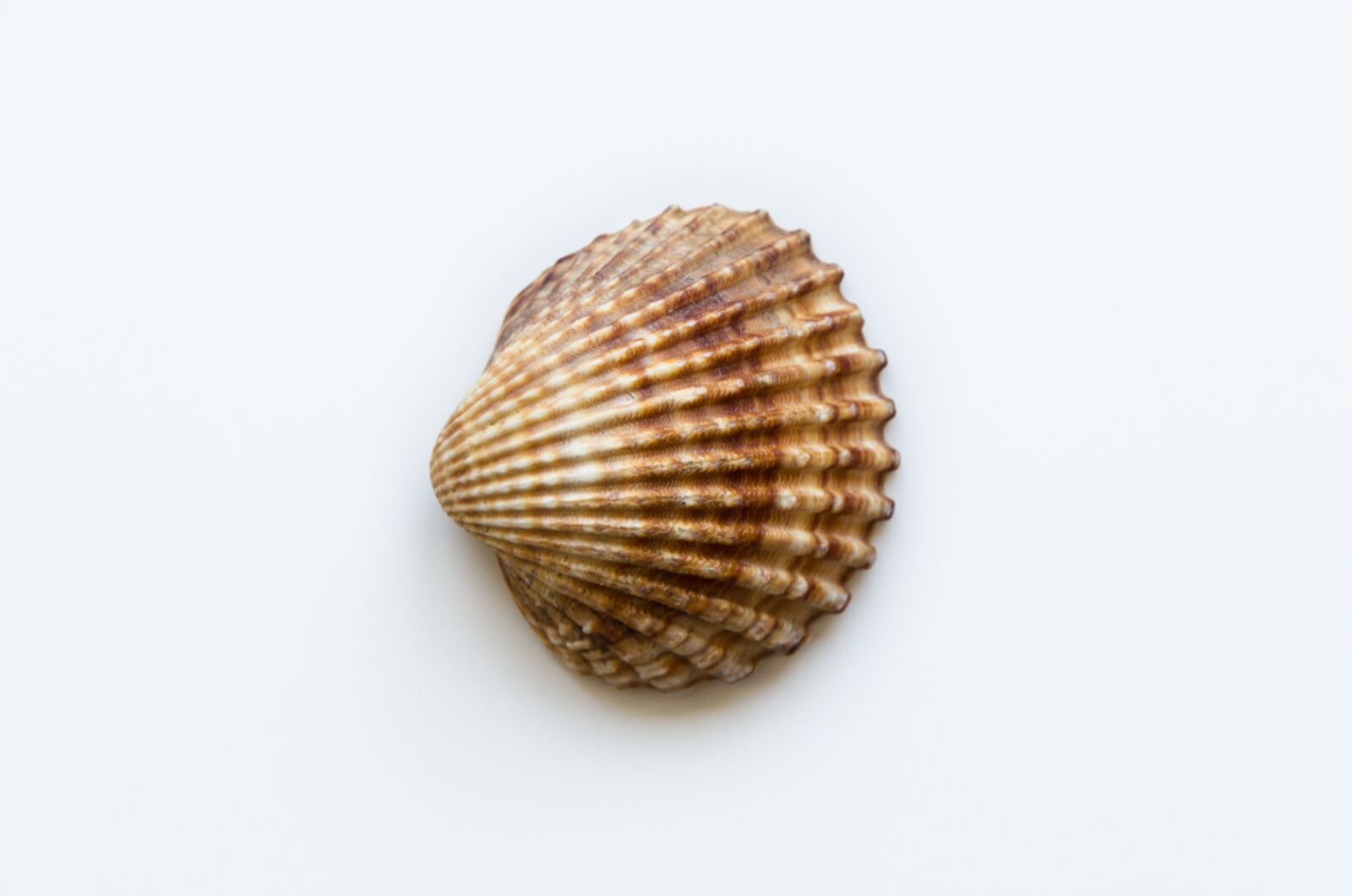 Nikon D5100 sample photo. Shell, sea, beach photography