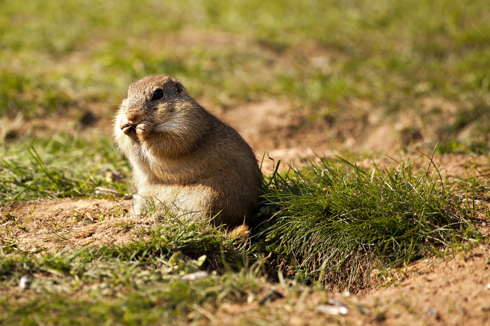 Canon EOS 5D Mark II + Canon EF 70-300mm F4-5.6 IS USM sample photo. European ground squirrel, rodent photography