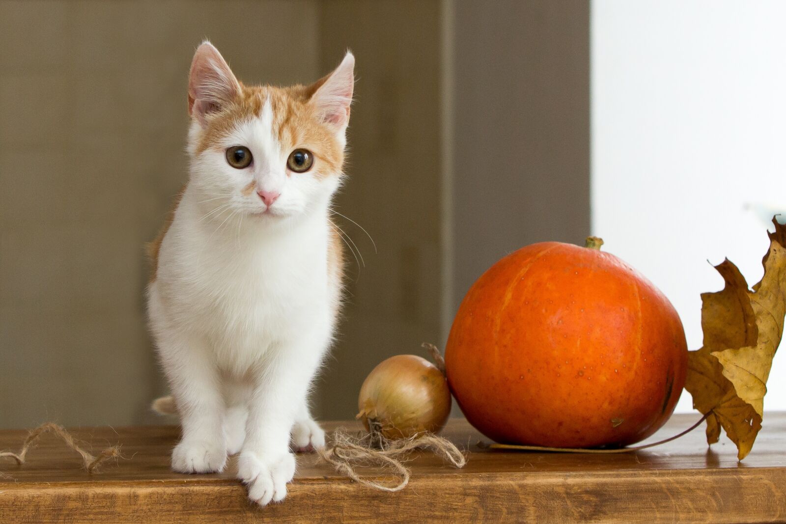 Canon EOS 60D sample photo. Cat, redhead, pet photography