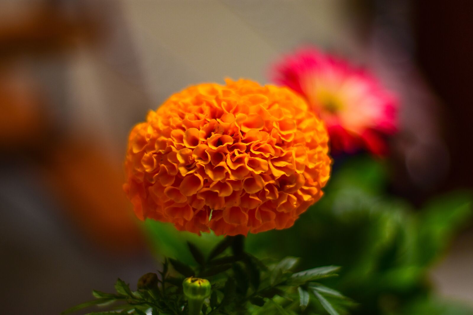 Nikon D3400 sample photo. Plant, nature photography