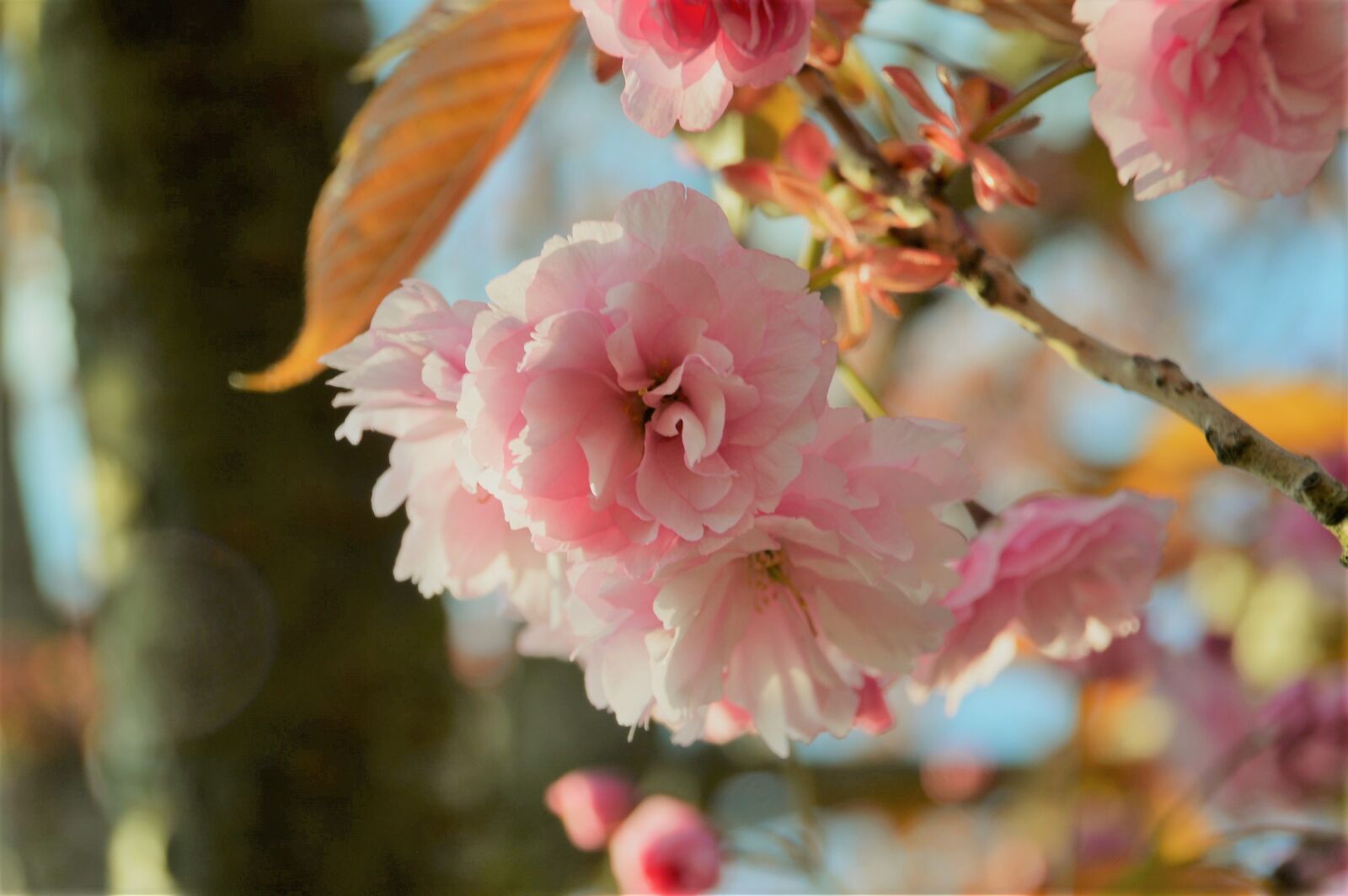 Nikon D3200 sample photo. Tree, cherry, spring photography