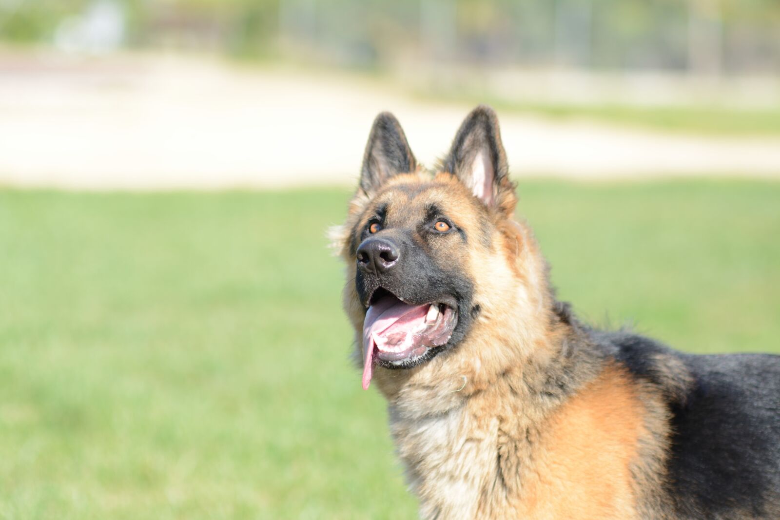 Nikon D7100 sample photo. Dog, pastor aleman, german photography