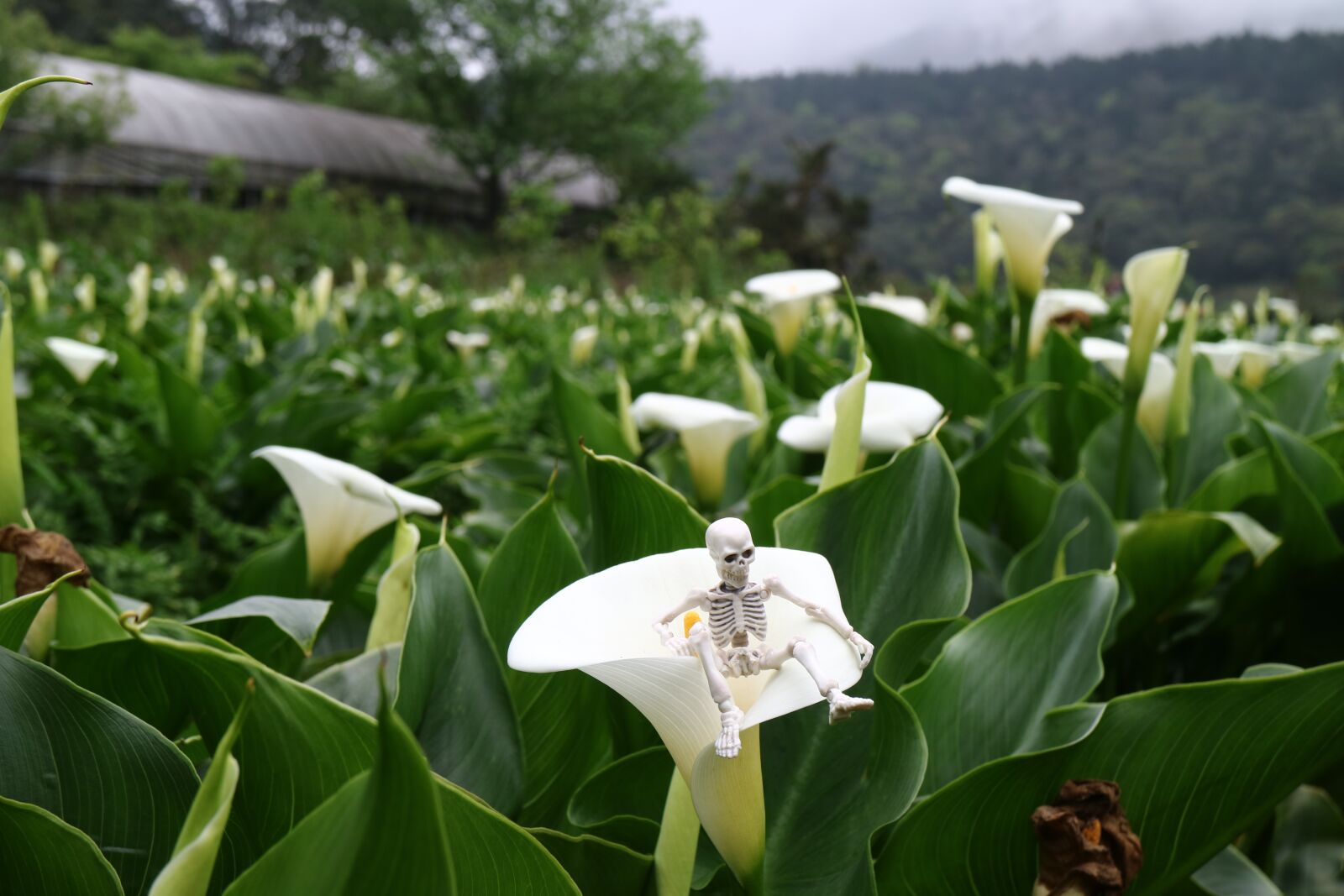 Canon EOS M3 sample photo. Calla, skulls, sun ming photography
