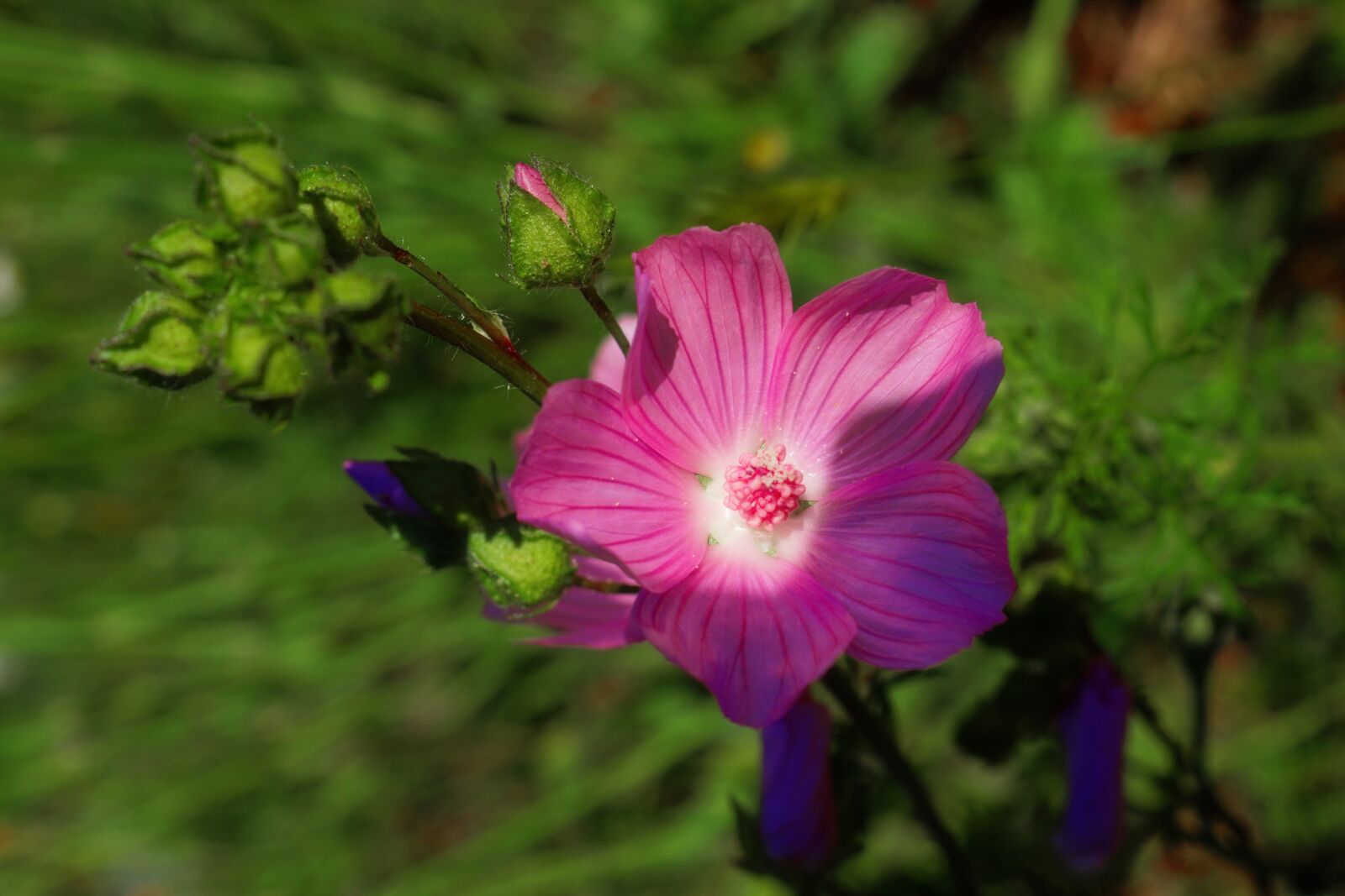 Sony DT 30mm F2.8 Macro SAM sample photo. Blossom, bloom, garden photography