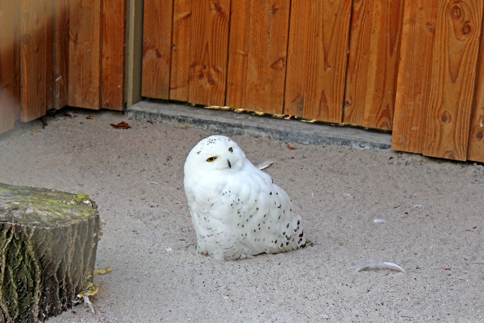 Canon EOS 600D (Rebel EOS T3i / EOS Kiss X5) sample photo. Snowy owl, bird, owl photography