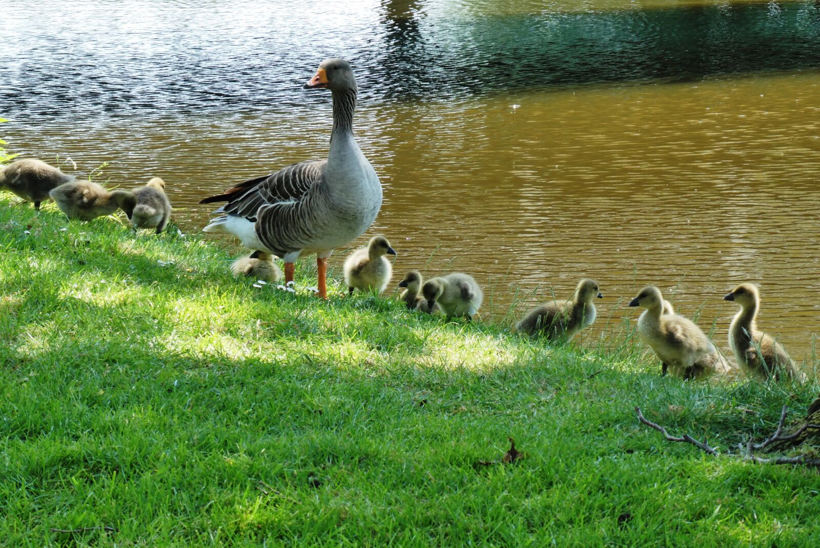 Panasonic Lumix DC-ZS70 (Lumix DC-TZ90) sample photo. Goose with boy, spring photography