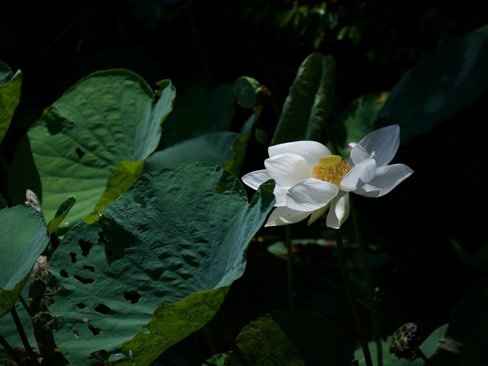 Panasonic Lumix DMC-GX85 (Lumix DMC-GX80 / Lumix DMC-GX7 Mark II) sample photo. Lotus, lotus white, bua photography