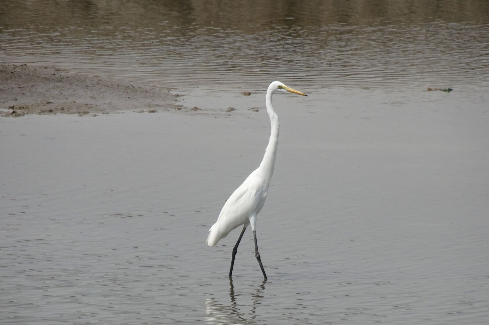 Sony Cyber-shot DSC-HX90V sample photo. Great egret, ardea alba photography