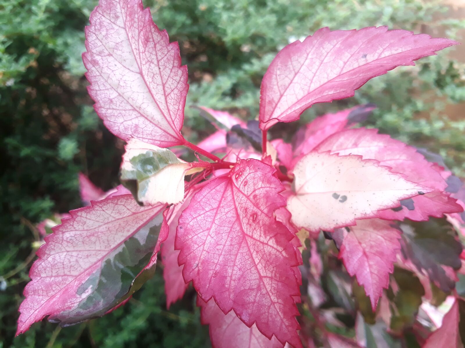 Samsung Galaxy J7 Prime sample photo. Landscape, planting, nature photography
